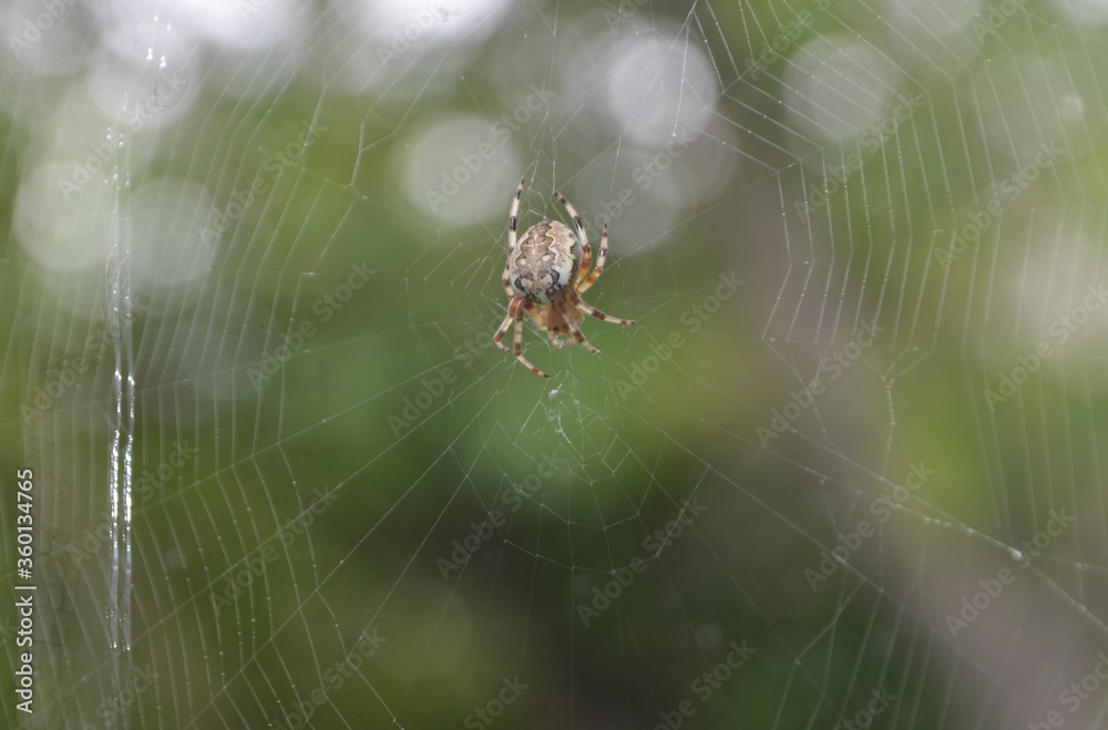 The spider cross makes a web. Spider on the background of June greenery and sun glare The spider cross makes a web. Spider on the background of June greenery and sun glare