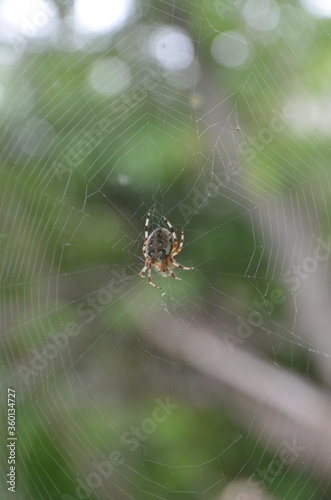 The spider cross makes a web. Spider on the background of June greenery and sun glare