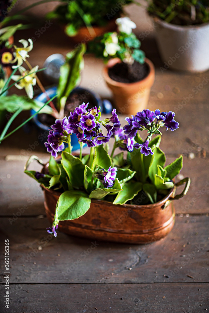 Naklejka premium spring flowers in the pots