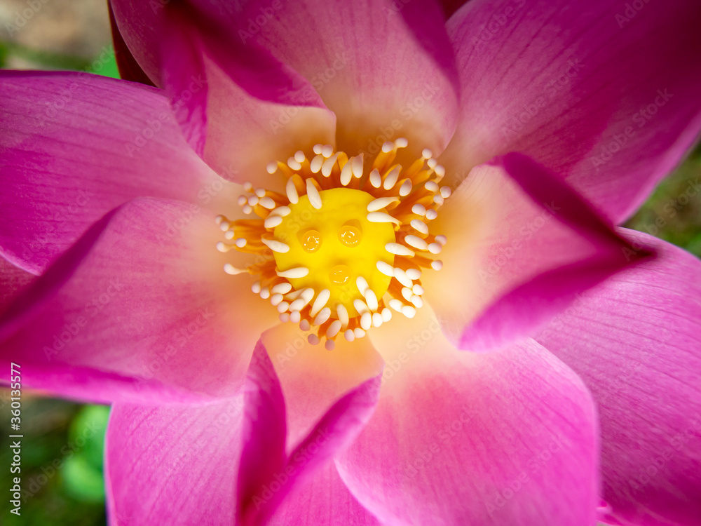 a lotus flower blooming with a tiny yellow face. 