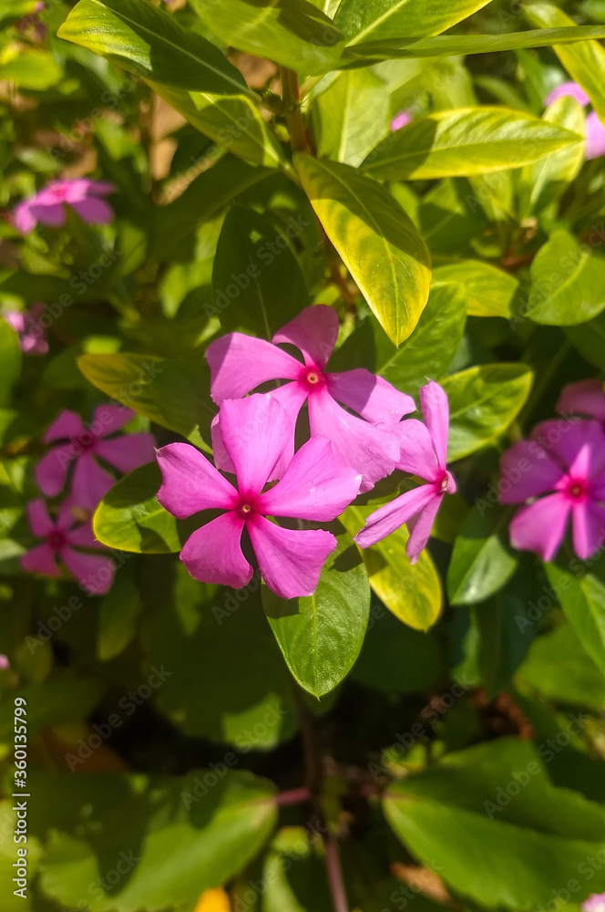 Madagascar Periwinkle flowers photo taken from my garden. Madagascar Periwinkle flowers photo taken from my garden.