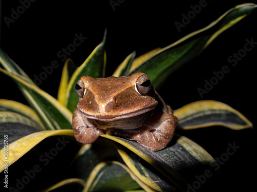 Polypedates leucomystax (Common Tree Frog) sitting on a leaf with a smiling face. photo