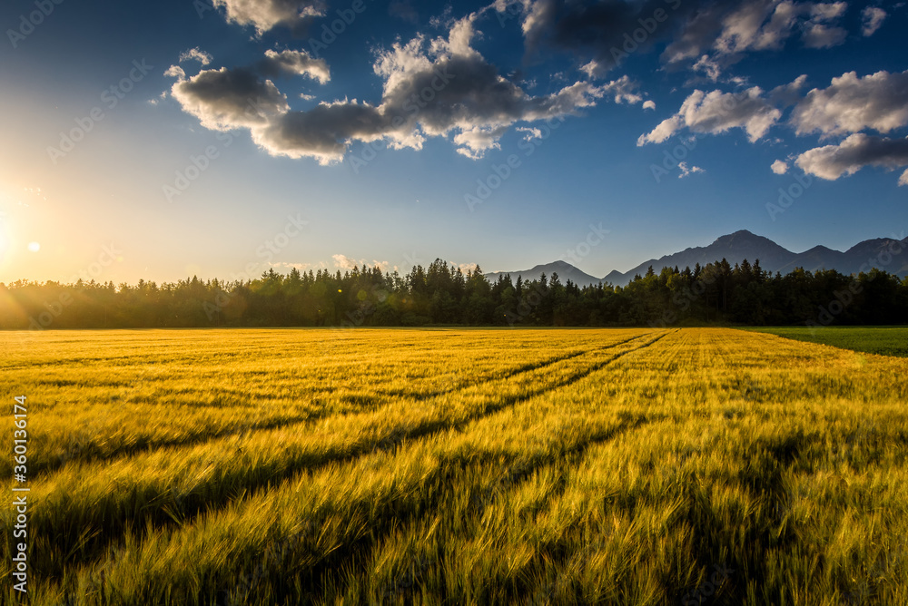 Yellow wheat on farming field with tractor trails. Forest trees in background and Alps mountain range in the distance. Agriculture farmland field in late afternoon. Low angle, wide shot