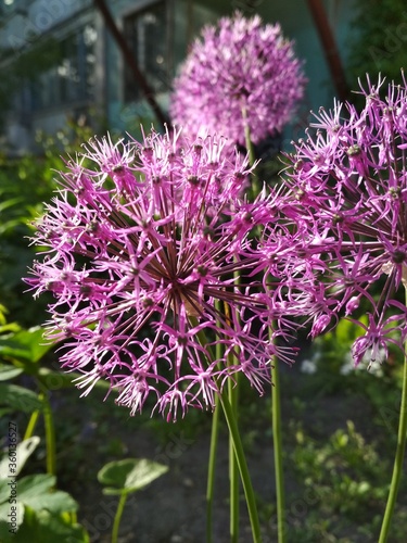 Allium giganteum violet flower in garden on green background