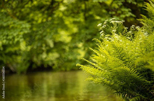 Ferns beside river