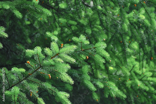 close up pine tree leaves with small brown seed bud in pine forest