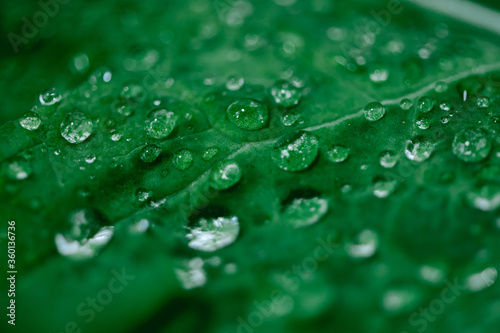 Macro shot of kale salad with water drops. Organic detox diet. Superfood. Natural background