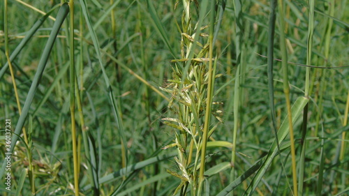 green wheat field