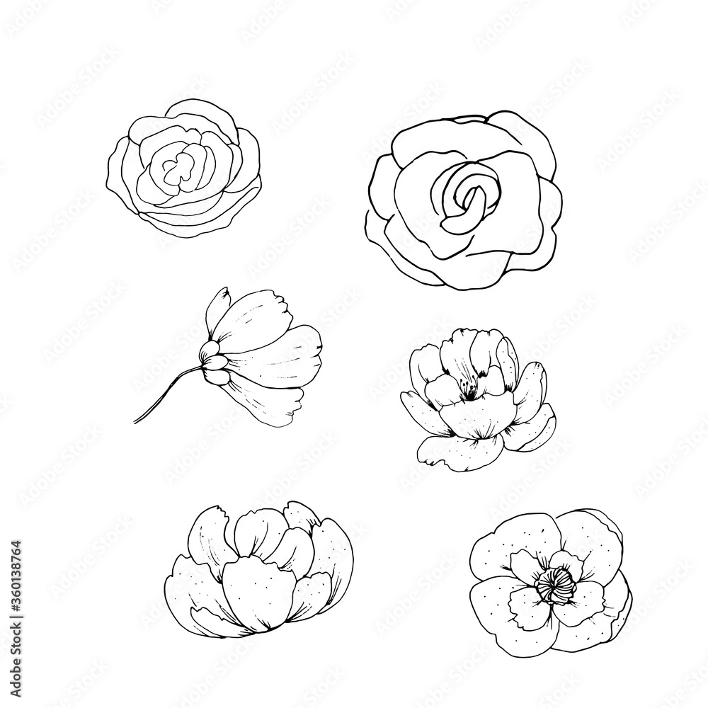 vector, sketch, flowers vector, sketch, flowers