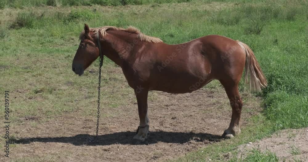 red horse stands in the grass and waves its tail chasing insects red horse stands in the grass and waves its tail chasing insects