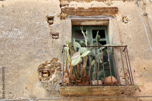 Cactus