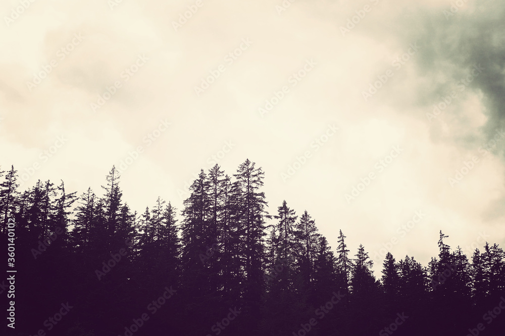 vintage photo of top pine trees forest on cloud sky with copy text space