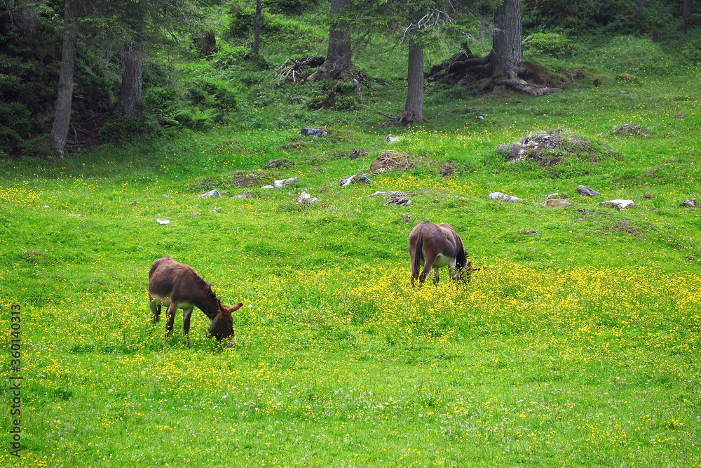 Ταπετσαρία donkey eating on the fresh green grass field garden with yellow flowers