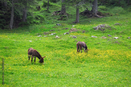 Fototapeta donkey eating on the fresh green grass field garden with yellow flowers