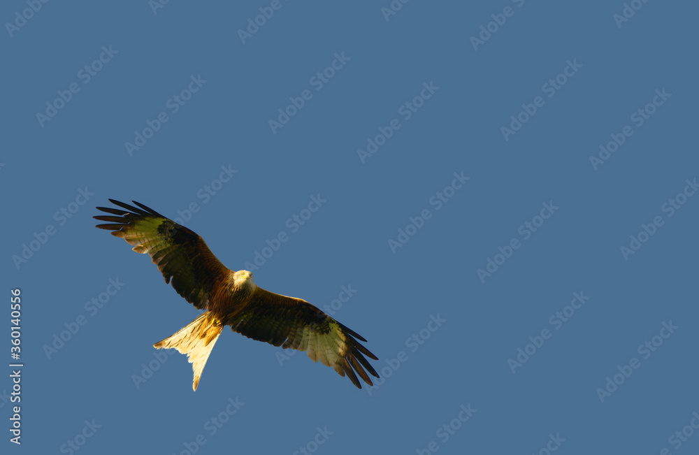 Obraz premium red kite flying overhead close up