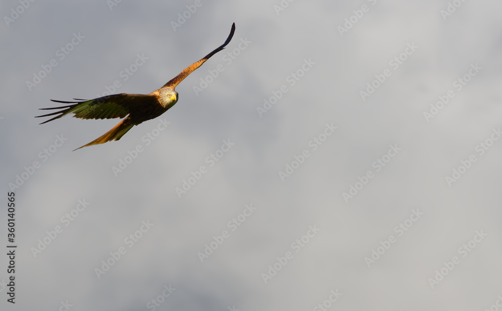 red kite flying overhead close up red kite flying overhead close up