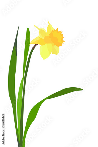 Fototapeta Naklejka Na Ścianę i Meble -  Narciso amarillo sobre fondo verde. Flor de primavera. Narcissus.
