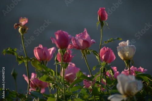 Beautiful closeup photograph of Flowers.