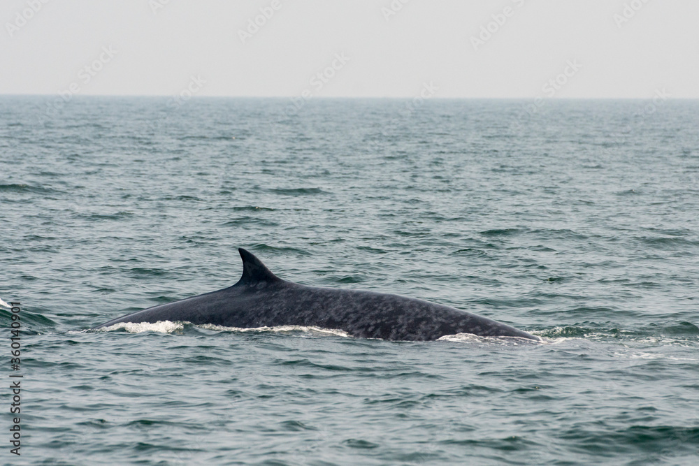 Fototapeta premium THAILAND PHETBURI WHALE WATCHING