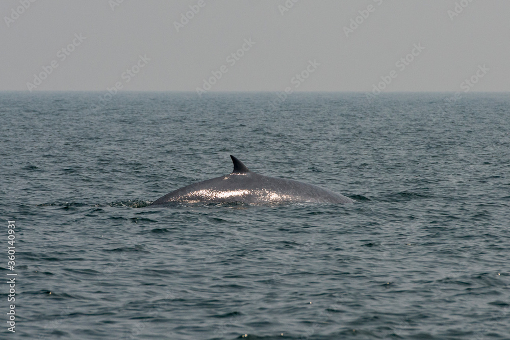 Fototapeta premium THAILAND PHETBURI WHALE WATCHING