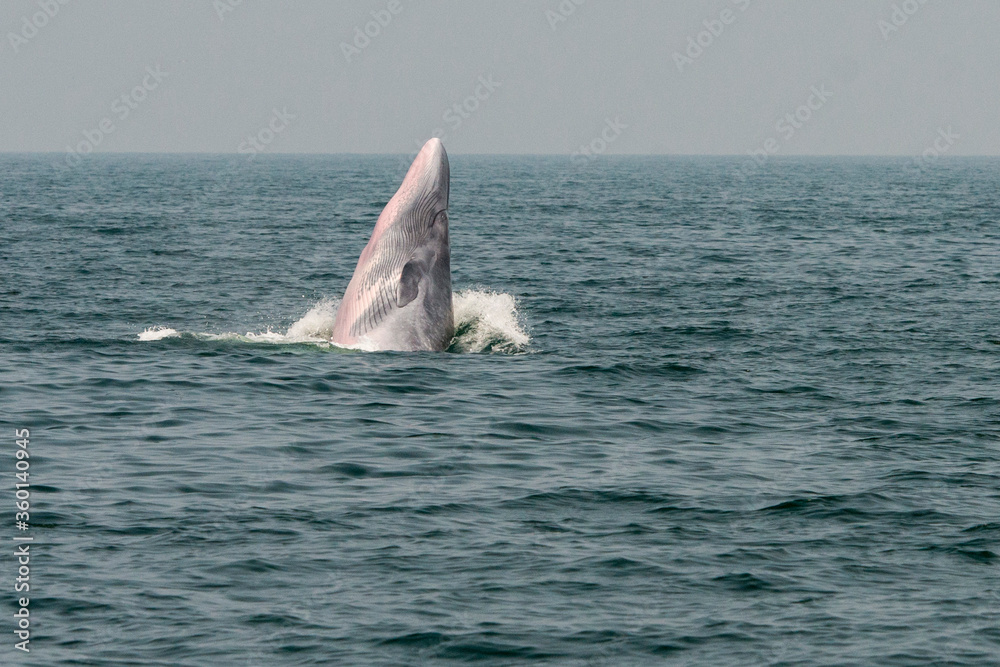 Fototapeta premium THAILAND PHETBURI WHALE WATCHING