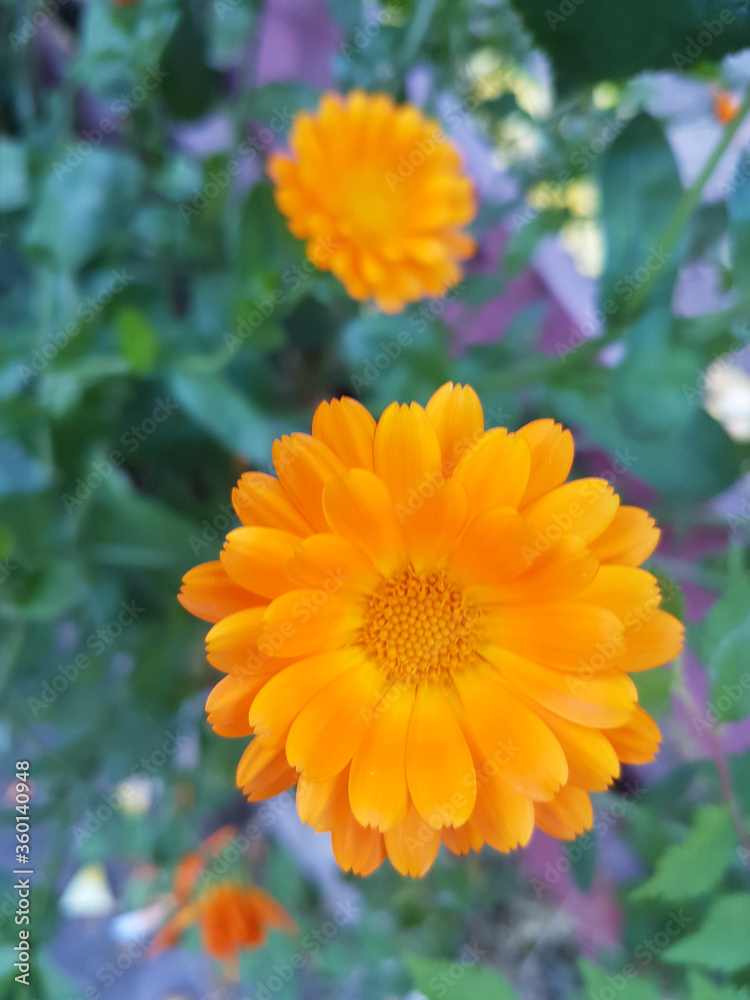 Medicinal flowers of calendula in the garden