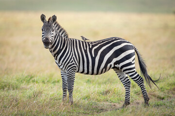Fototapete Zebra Zebra mit Vogel auf Rücken  © stuporter