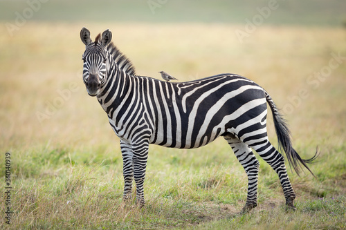 One adult zebra standing on green grass looking at the camera with a small bird on its back in Masai Mara Kenya