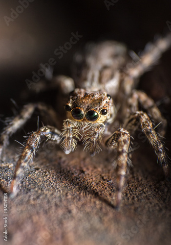 beautiful macro closeup shots of insects