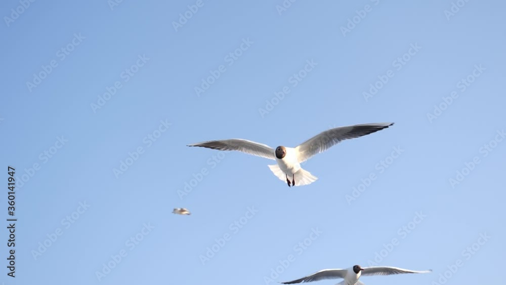 Baltic sea gulls birds flying in slow motion on a beach in the sky and over sand Baltic sea gulls birds flying in slow motion on a beach in the sky and over sand