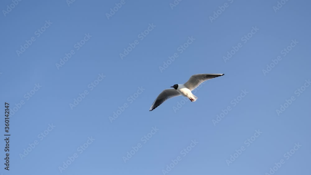 Baltic sea gulls birds flying in slow motion on a beach in the sky and over sand Baltic sea gulls birds flying in slow motion on a beach in the sky and over sand