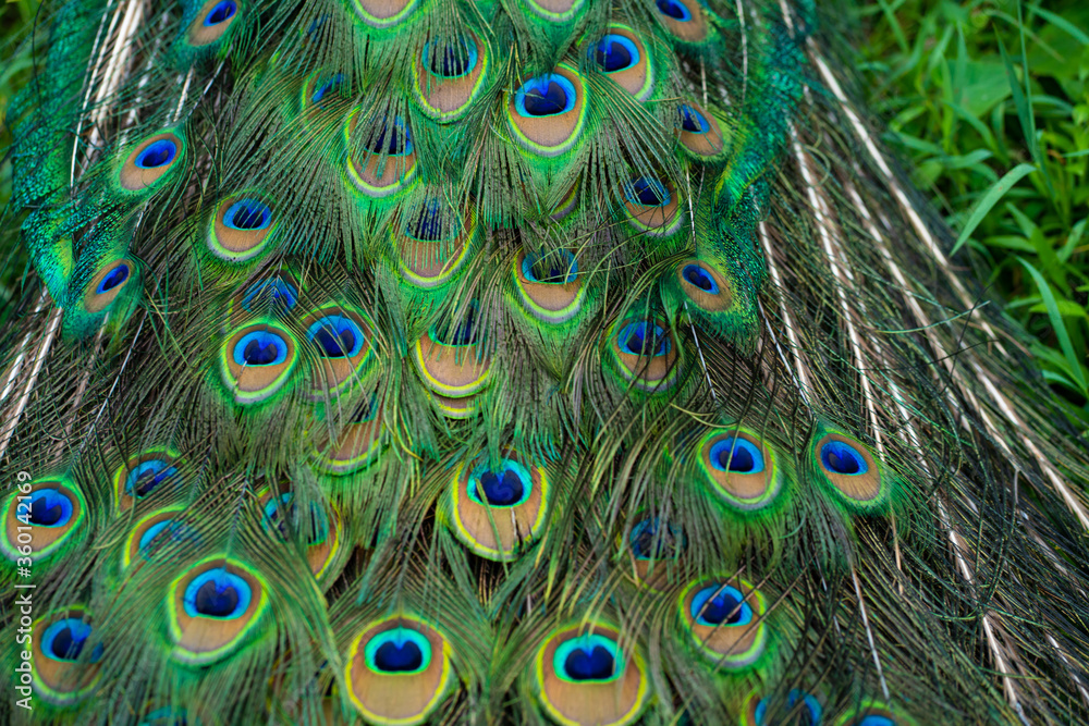 Obraz premium Close-up of a peacock's tail. Feathers on the tail of a peacock. Colors of nature