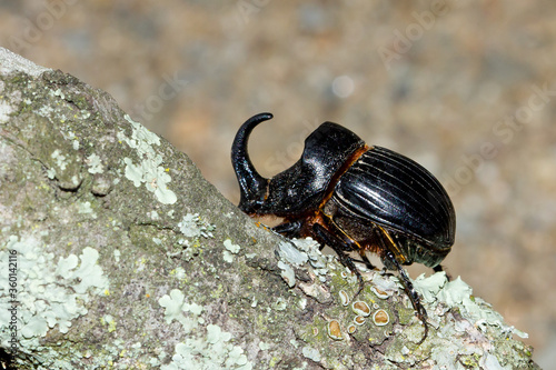 Schilderij op canvas Insect, coleoptera, entomology, rhino beetle