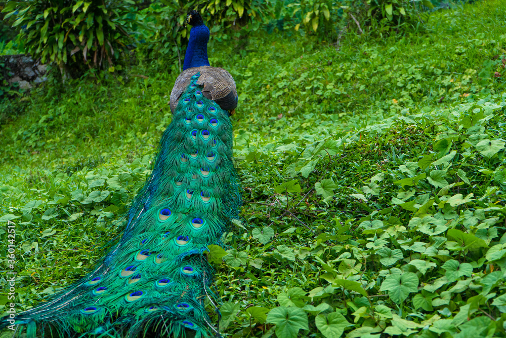 Obraz premium A beautiful manicured peacock walks in a green bird park.