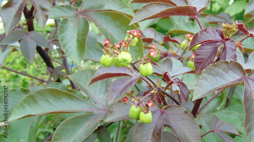 a green and red leaf plant with small red flower and flower