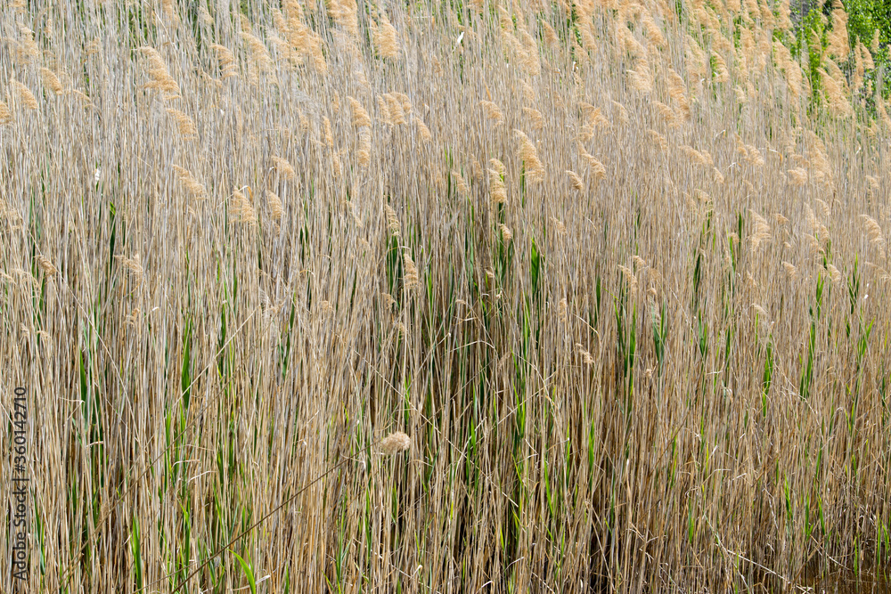 Fototapeta premium Close-up on spring reeds