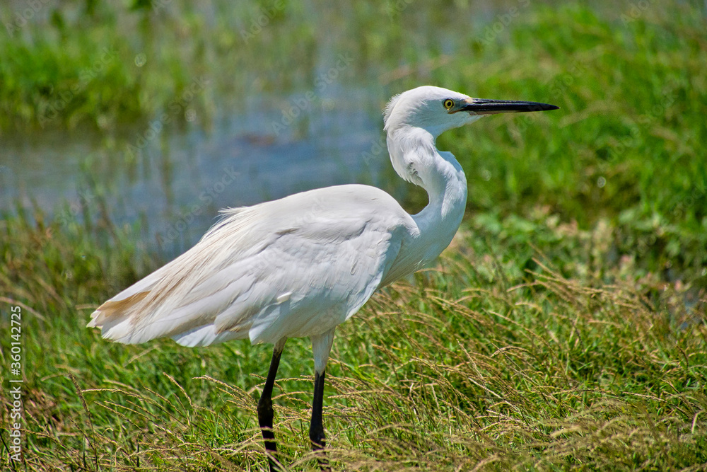 Little Egret, Egretta garzetta, Kaudulla National Park, Sri Lanka, Asia Little Egret, Egretta garzetta, Kaudulla National Park, Sri Lanka, Asia