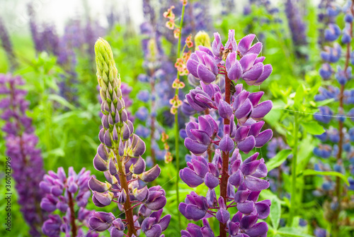 Lupine, lupinus, lupin, purple lupine flower on a background the fog close-up.