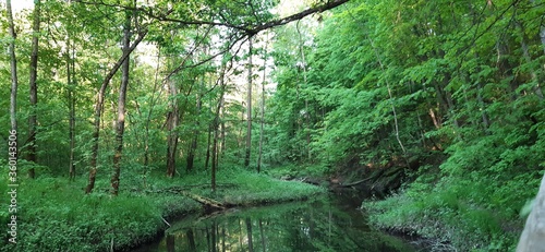 trees in the forest