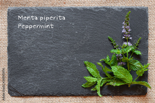 Ramo di menta fresca con i fiori sulla lavagna di pietra con la scritta con gessetto