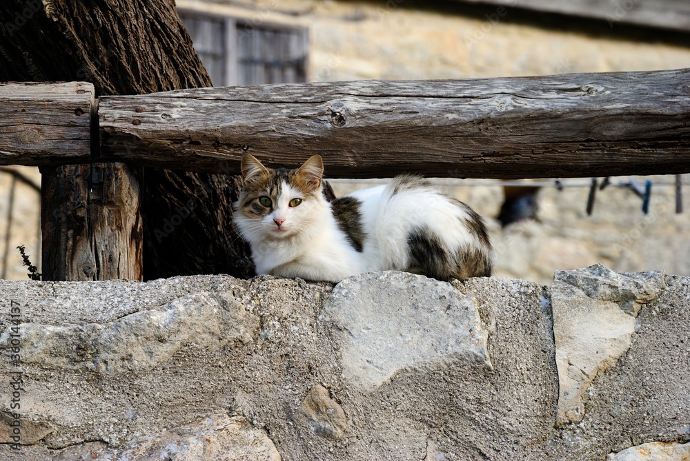 A semi-long-haired Cypriot cat sitting on a wall in a village in Cyprus