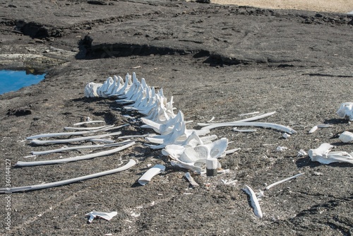 Whale skeleton bleached by the suns rays on dark lava rock. Fernandina Island , Galapagos. © Mark