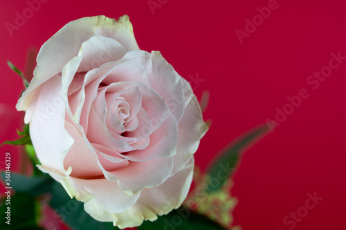 Beautiful pink rose flower bouquet with red background