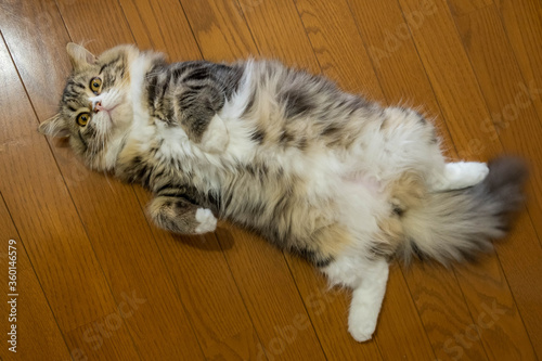 ミヌエット６ヶ月