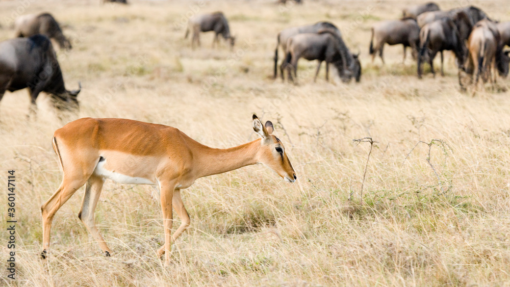 Female Grant's Gazelle walking in the savanna of the Maasai Mara National park, Kenya Female Grant's Gazelle walking in the savanna of the Maasai Mara National park, Kenya