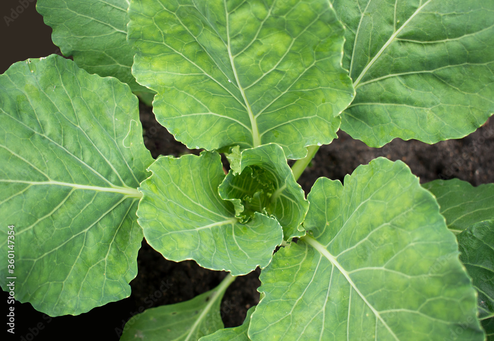 Green big cabbage leaves on the ground. Decorative green lettuce leaves Green big cabbage leaves on the ground. Decorative green lettuce leaves