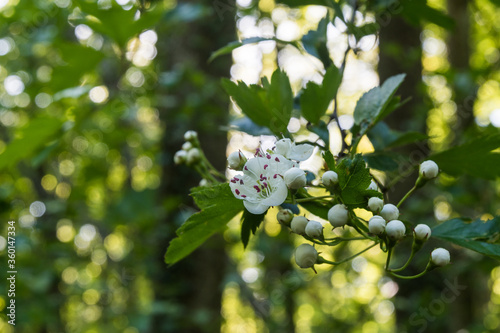 Hawthorn flower closeup