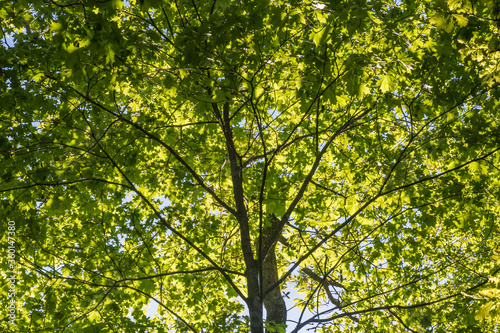 Lush tree top foliage