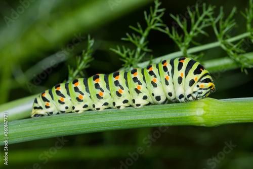 Papilio machaon, Old World swallowtail, lepidoptera, insect, caterpillar, papilionidae