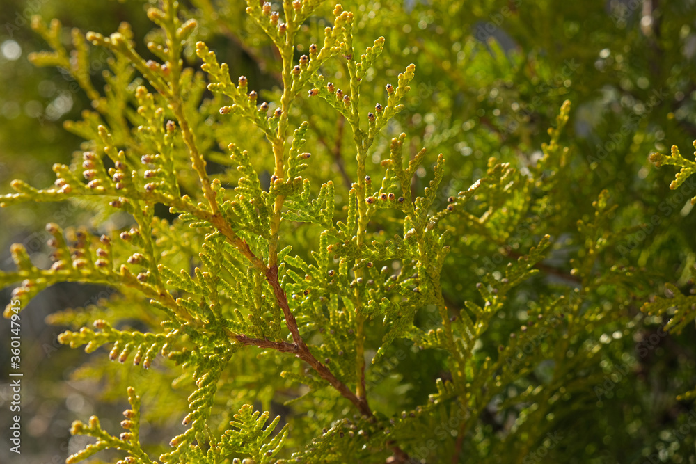 Green twigs of tuja occidentalis close up, evergreen hedge, hedgerow background Green twigs of tuja occidentalis close up, evergreen hedge, hedgerow background